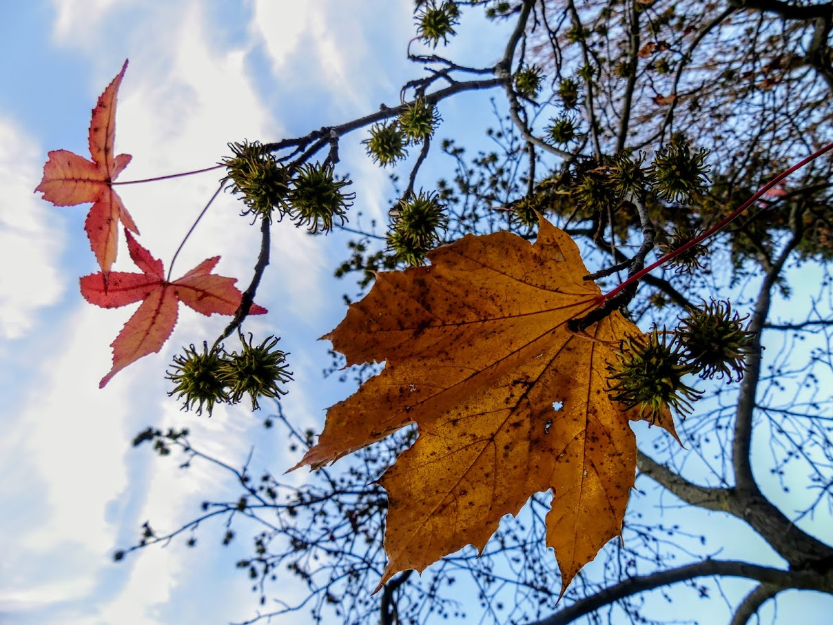 Feuilles d'automne aux iris